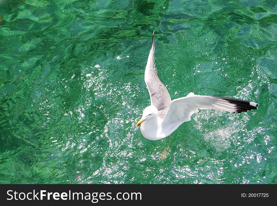 Seagull on the aegean sea, Thassos Island