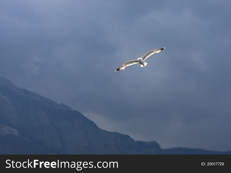 Seagull flying against a cloudy sky