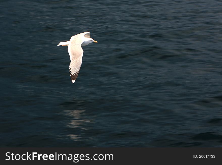 Seagull Hunting Over The Blue Sea