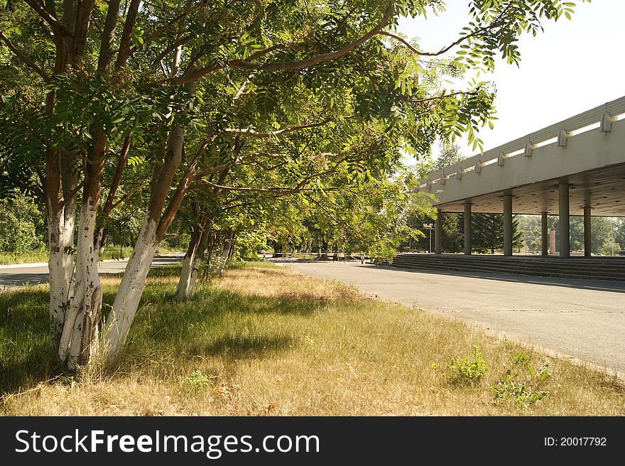 Avenue of trees near to sport center in the clear afternoon