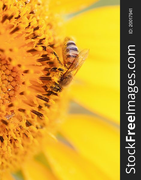 Bee On Sunflower