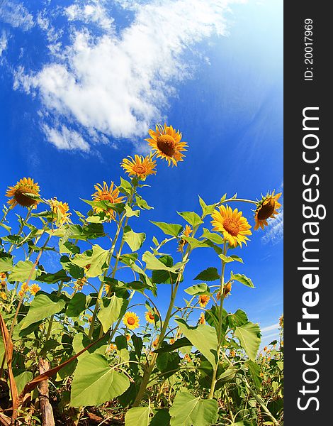 Sunflowers field and blue sky