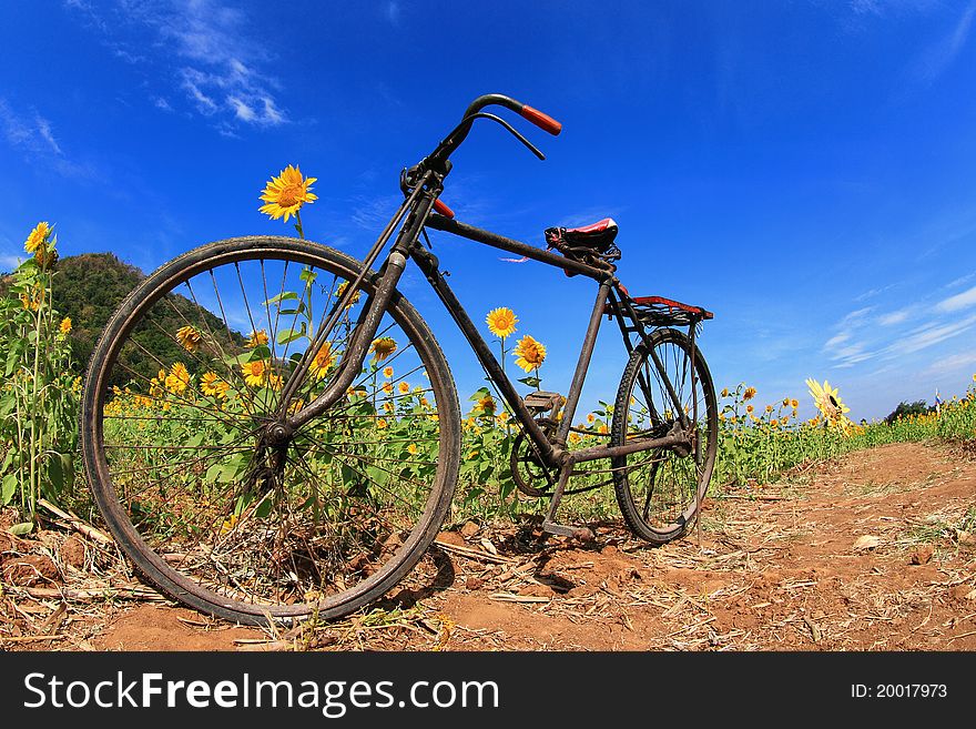 Black Bicycle In Sunflowers Field