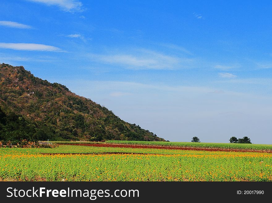 Sunflowers field