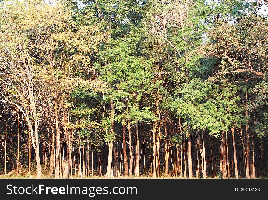 Thai forest at National park