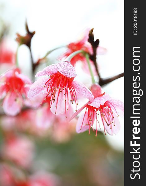 Pink prunus cerasoides on plant