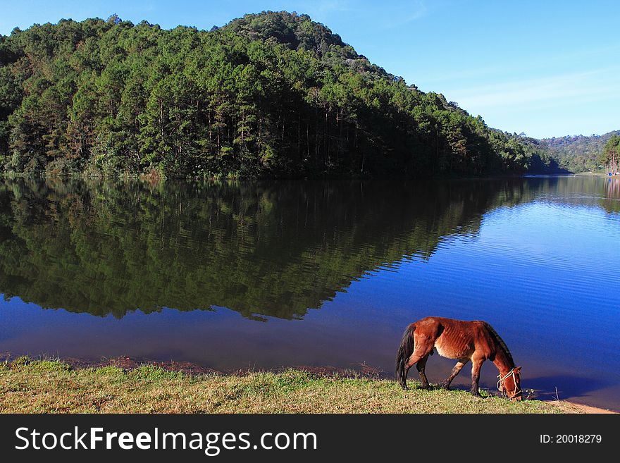 Beautiful wild horse on field near the reservoir