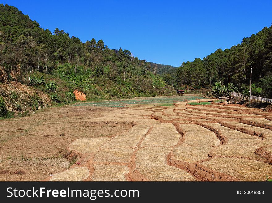 Rice Terrace In Thailand