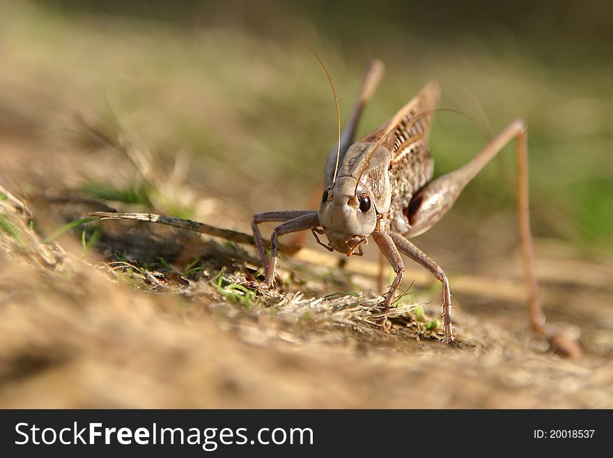 Grasshopper on field looking ahead