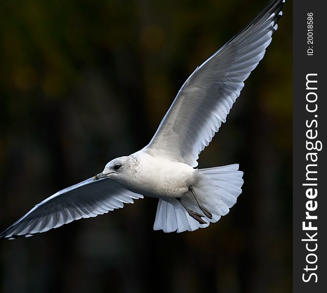 Herring gull in fly - close up