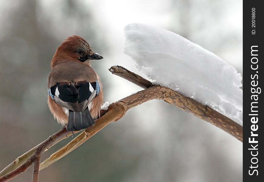 Jay portrait on branch with snowdrift