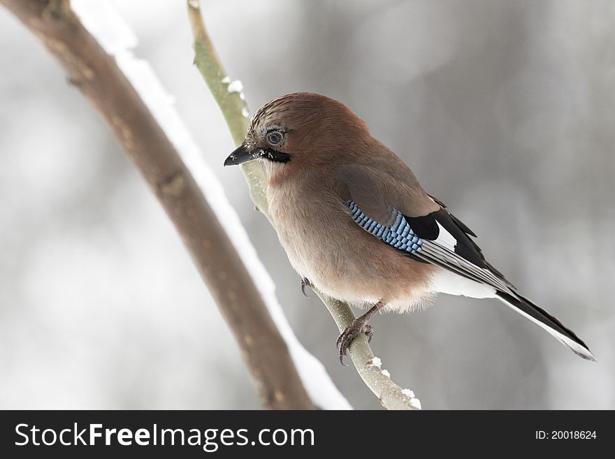 Jay sitting on branch - portrait in winter forest. Jay sitting on branch - portrait in winter forest