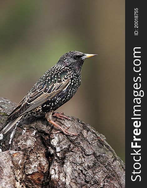 Starling male posing on trunk. Starling male posing on trunk