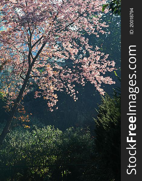 Pink prunus cerasoides on plant