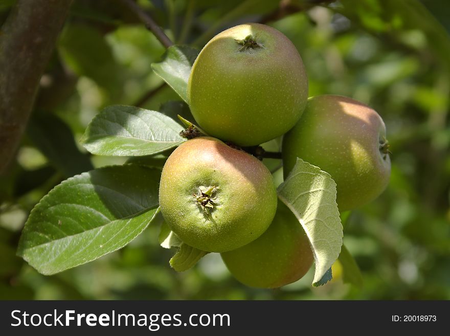 Slightly unripe apples on a tree in summer. Slightly unripe apples on a tree in summer