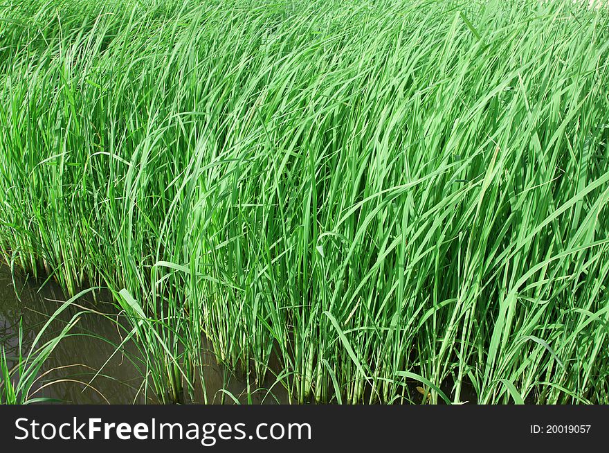 Green rice farm in thailand , Asian