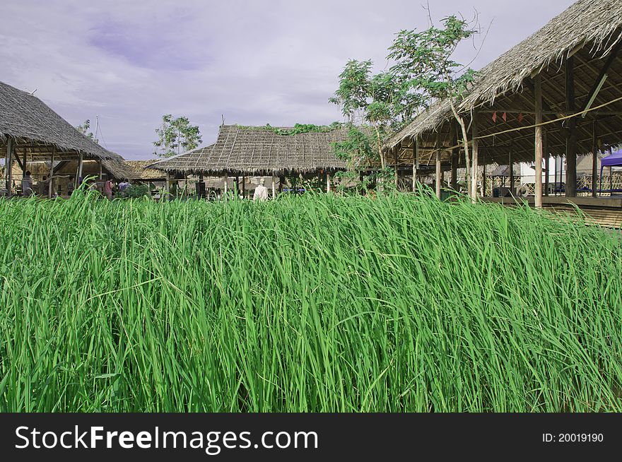 Green rice farm in thailand , Asian