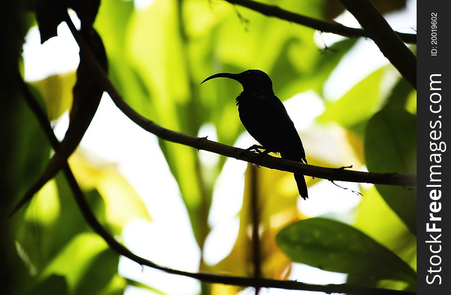 Long -beak beard silhouette