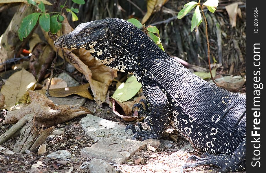 Monitor lizard in a day time,masking under the tree
