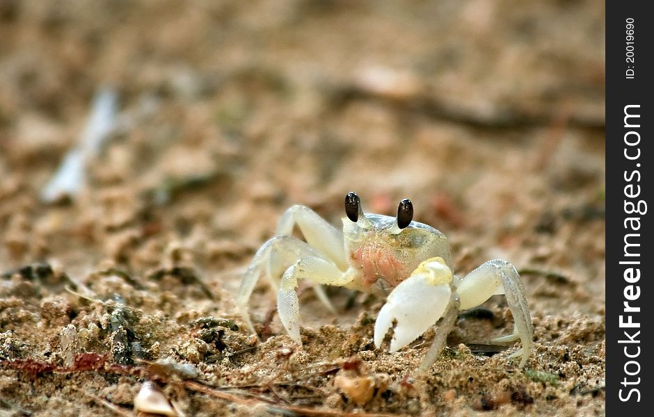 Sand crab on the beach of Indian Ocean