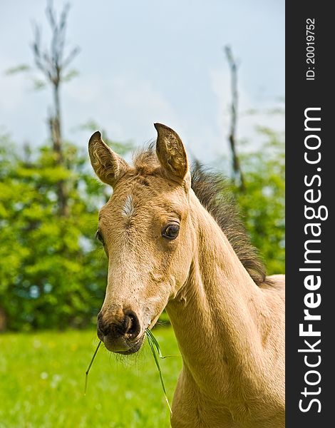 Little nice horse on the grass. Little nice horse on the grass.