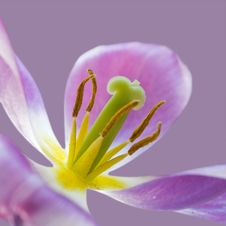 Pink Tulip. Stock Image Pink Tulip. Stock Image
