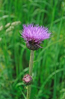 Single Purple Thistle Flower Royalty Free Stock Photo Single Purple Thistle Flower Royalty Free Stock Photo