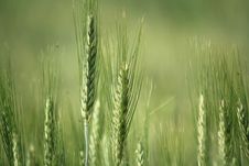 Ear Of Green Wheat Stock Images Ear Of Green Wheat Stock Images