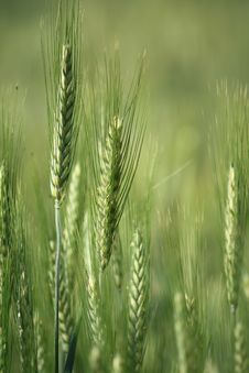 Ear Of Green Wheat Royalty Free Stock Photo Ear Of Green Wheat Royalty Free Stock Photo