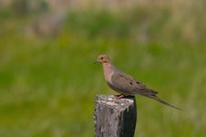Mourning Dove Royalty Free Stock Photos