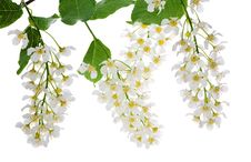 Flowers Of Bird Cherry Tree On White Stock Images Flowers Of Bird Cherry Tree On White Stock Images