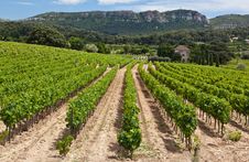 Vineyard Near Cassis Royalty Free Stock Photo Vineyard Near Cassis Royalty Free Stock Photo
