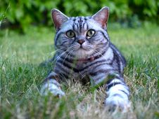 Silver Tabby Cat On Grass Stock Images Silver Tabby Cat On Grass Stock Images