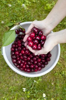 Fresh Picked Organic Cherries Royalty Free Stock Image Fresh Picked Organic Cherries Royalty Free Stock Image