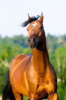Bay Arabian Horse Portrait In Motion Royalty Free Stock Images