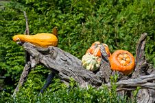 Pumpkins Royalty Free Stock Photography Pumpkins Royalty Free Stock Photography