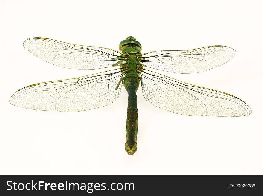 Dragonfly in white backgroung, isolated