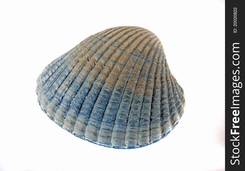 Shell