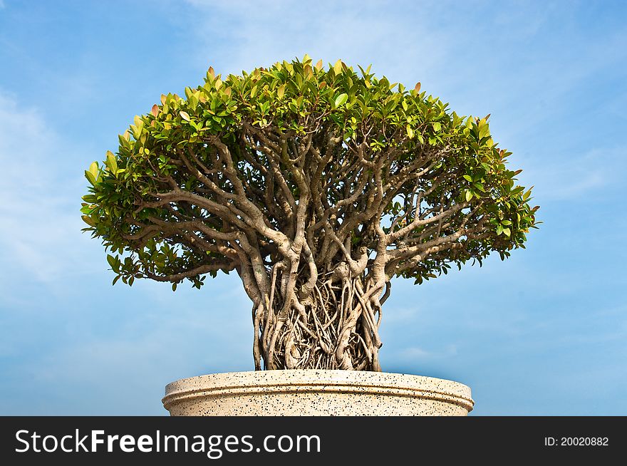 A bonsai tree with blue sky background