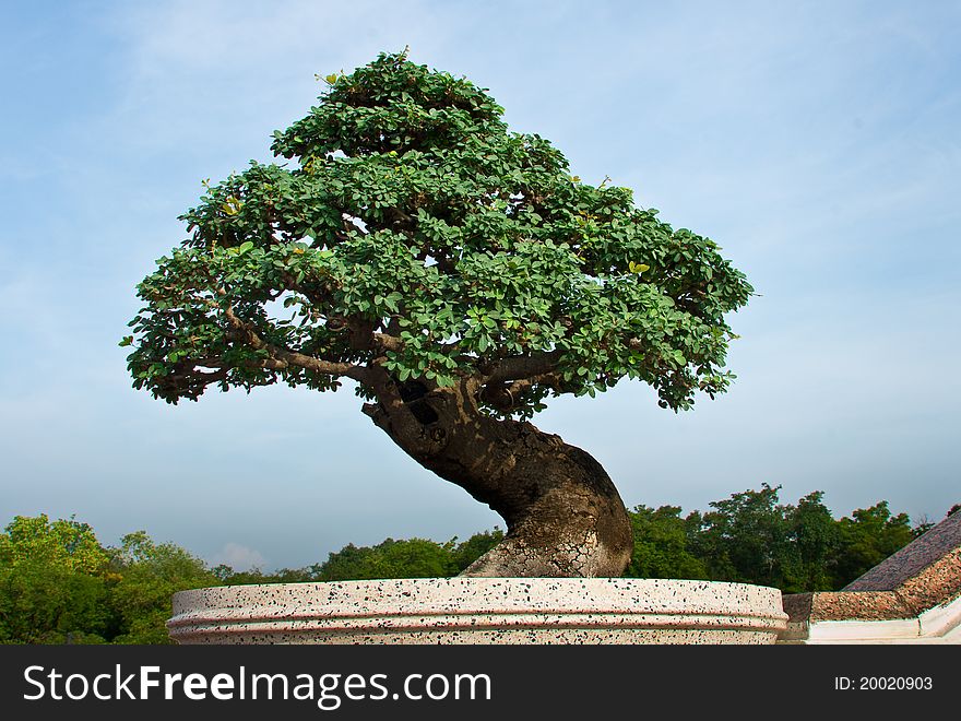 A bonsai tree with  blue sky background