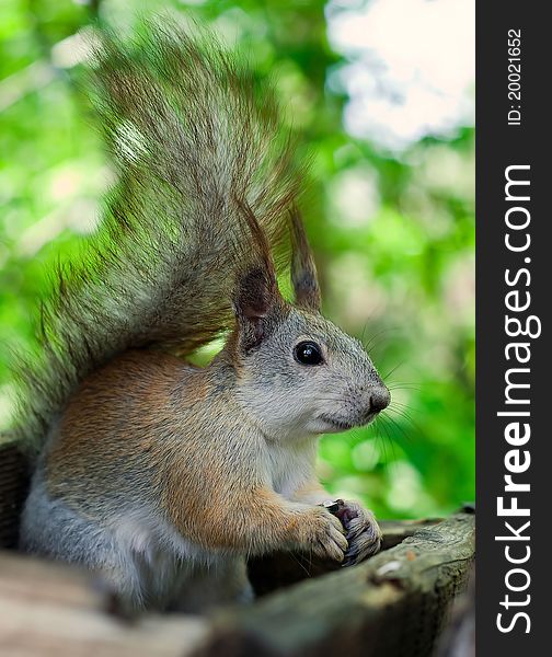 Furry squirrel with bushy tail eating seeds in a park closeup. Furry squirrel with bushy tail eating seeds in a park closeup