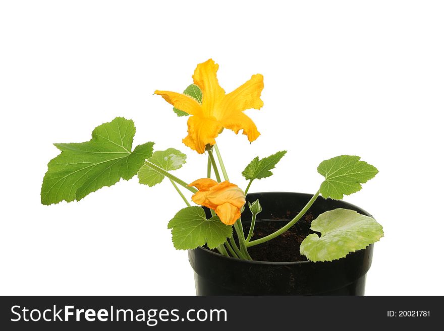 Flowering courgette plant in a pot isolated against white