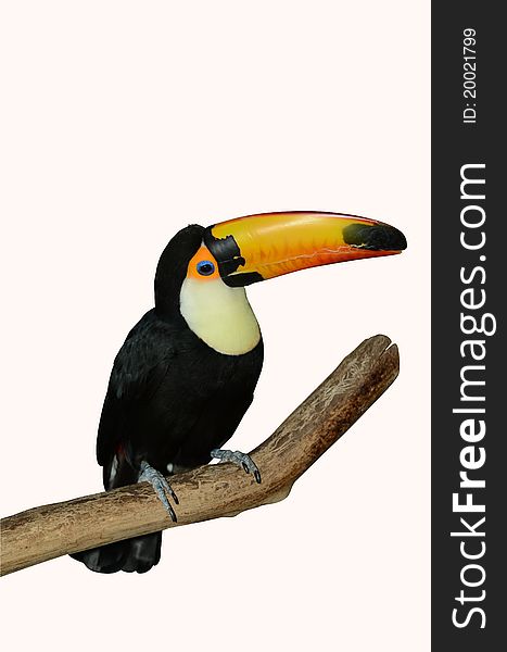 Toco toucan in the white back