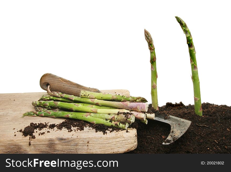 Cutting asparagus spears growing in soil