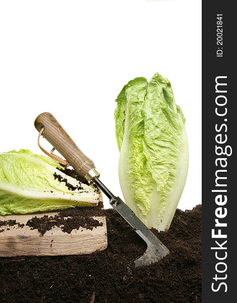 Harvesting lettuce plants growing in soil with a cutting tool