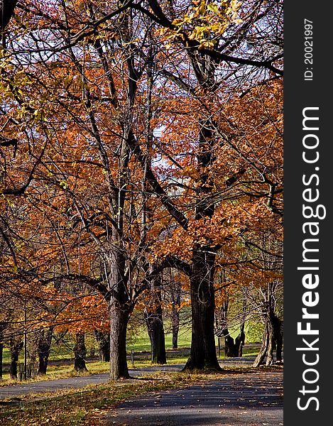 A sunlit paved road in the park. Fall season in Europe. A sunlit paved road in the park. Fall season in Europe.