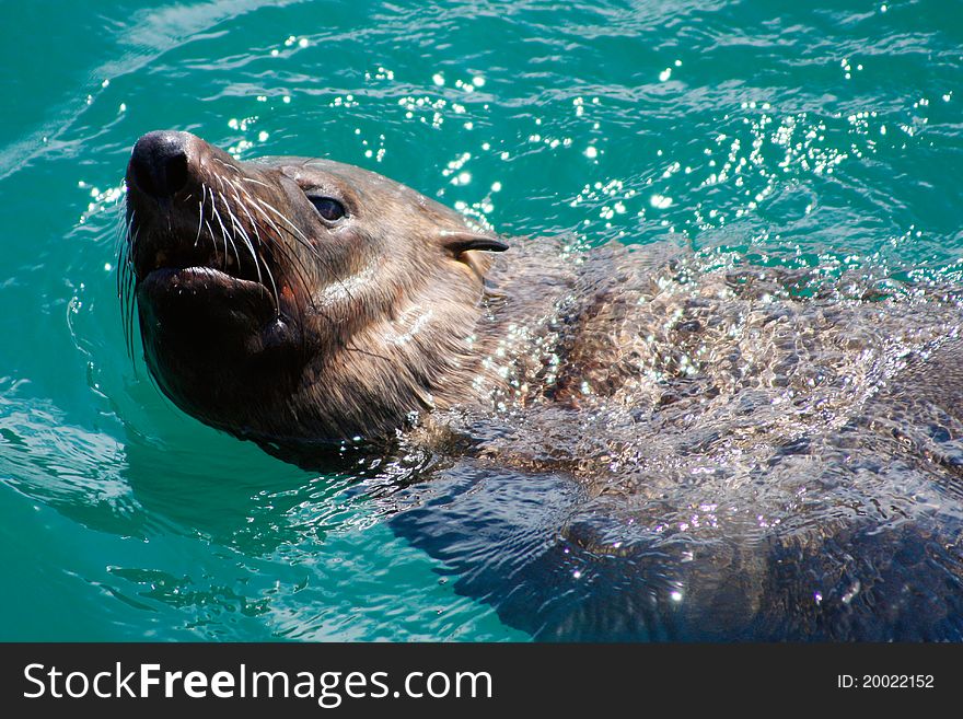 Young Seal Swimming in blue water