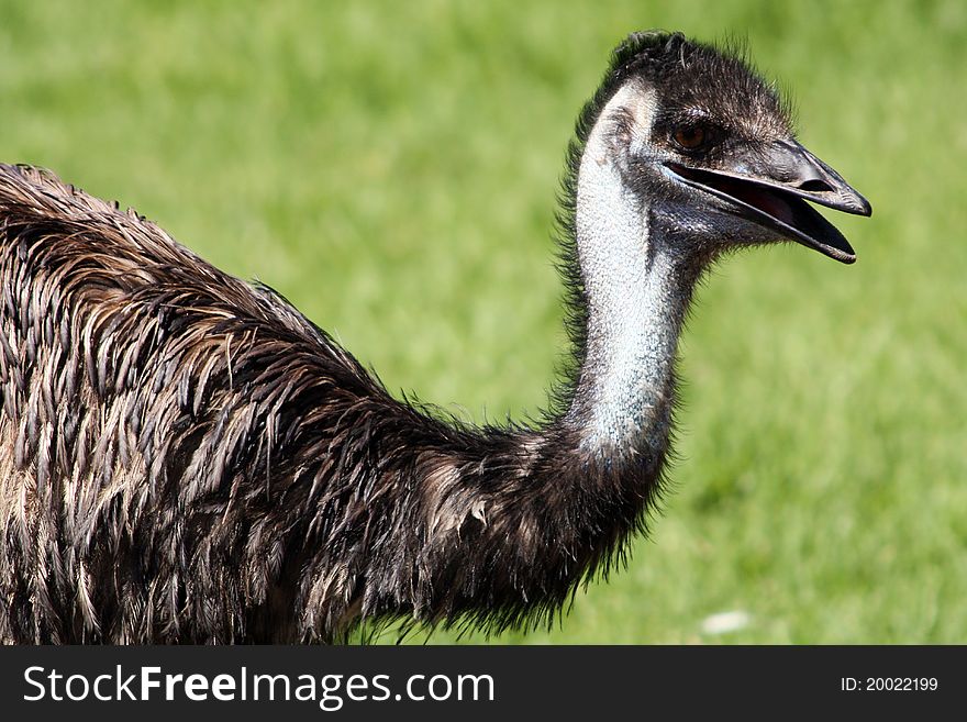 Neck And Head Of An Emu