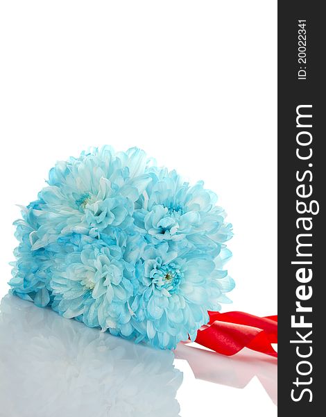 Blue chrysanthemums isolated on a white background