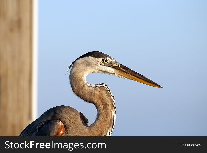 Young Gray Heron head pictured with blue sky background early morning. Young Gray Heron head pictured with blue sky background early morning
